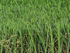 Global Syn-Turf Premium M Blade-60