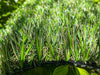 Global Syn-Turf Super Natural Lite