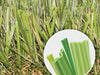 Global Syn-Turf Super Natural-80